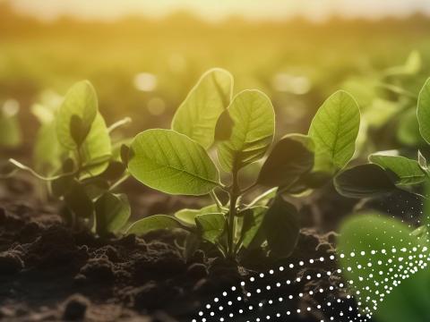 syngenta_biologicals