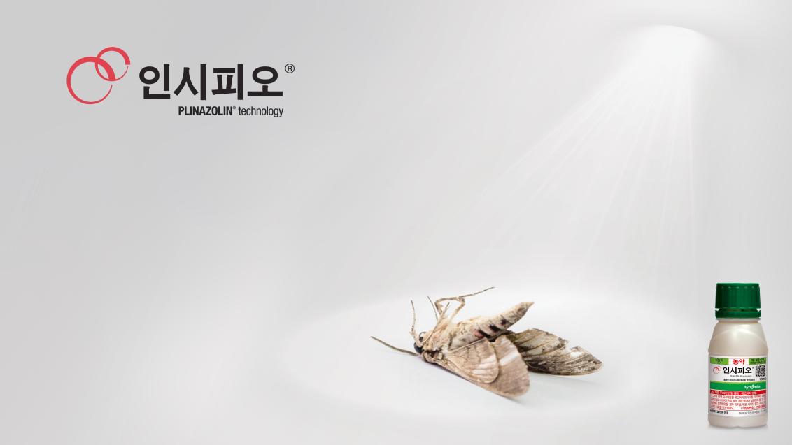 home_인시피오